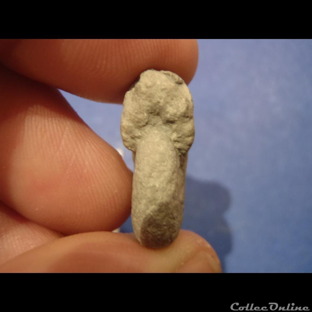 Sowerbyceras coquillage fossile invertebre sowerbyceras
