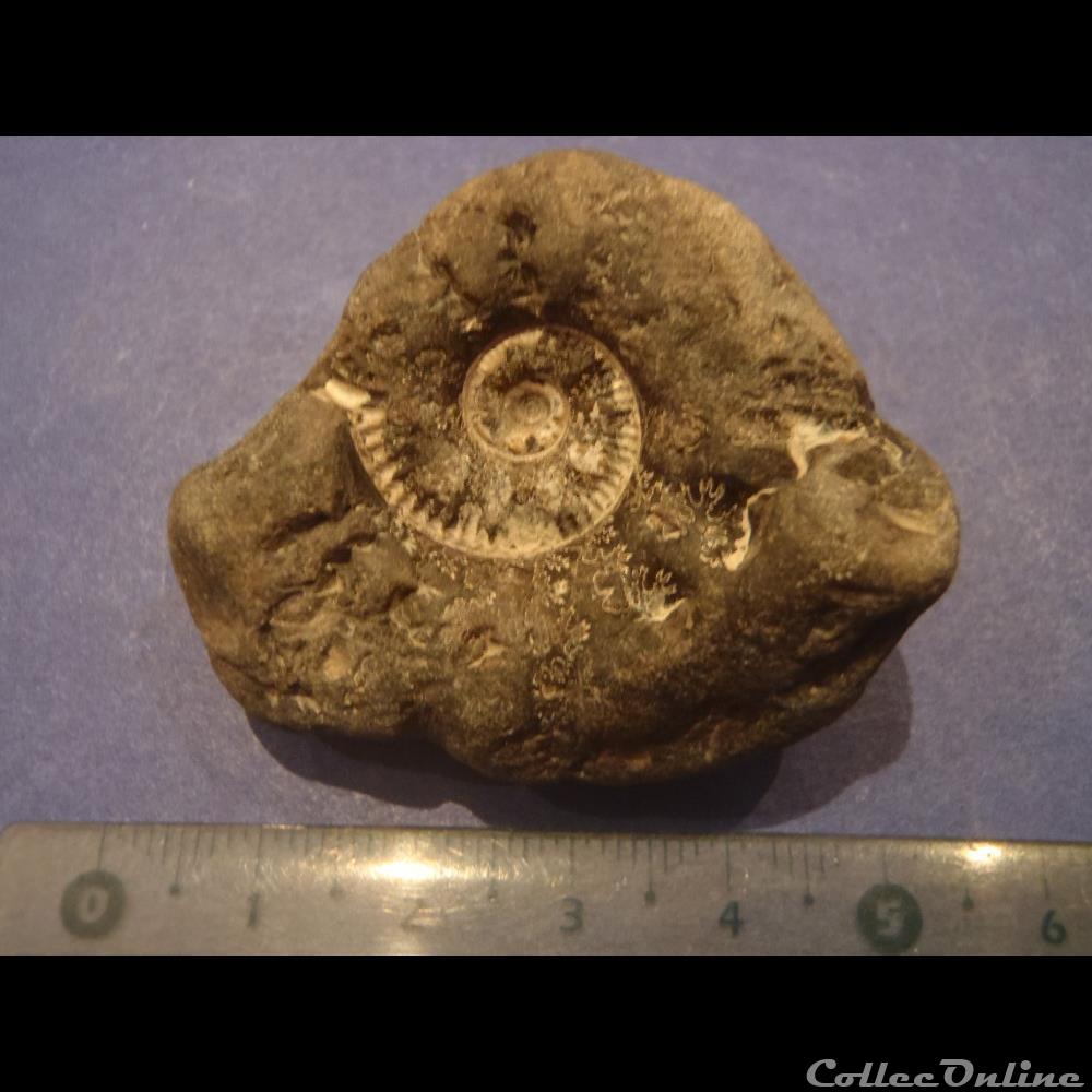 coquillage fossile invertebre ammonite indeterminee 11