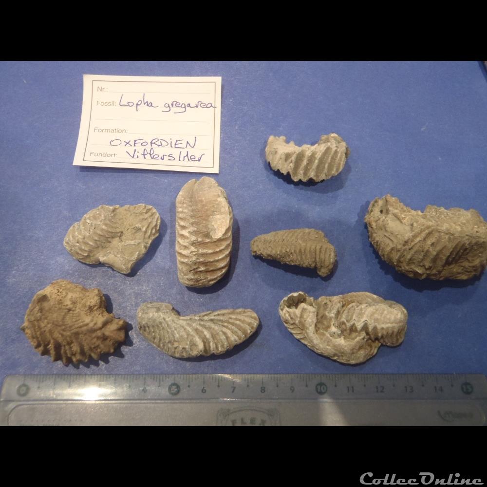 Lopha gregarea coquillage fossile invertebre lopha gregarea
