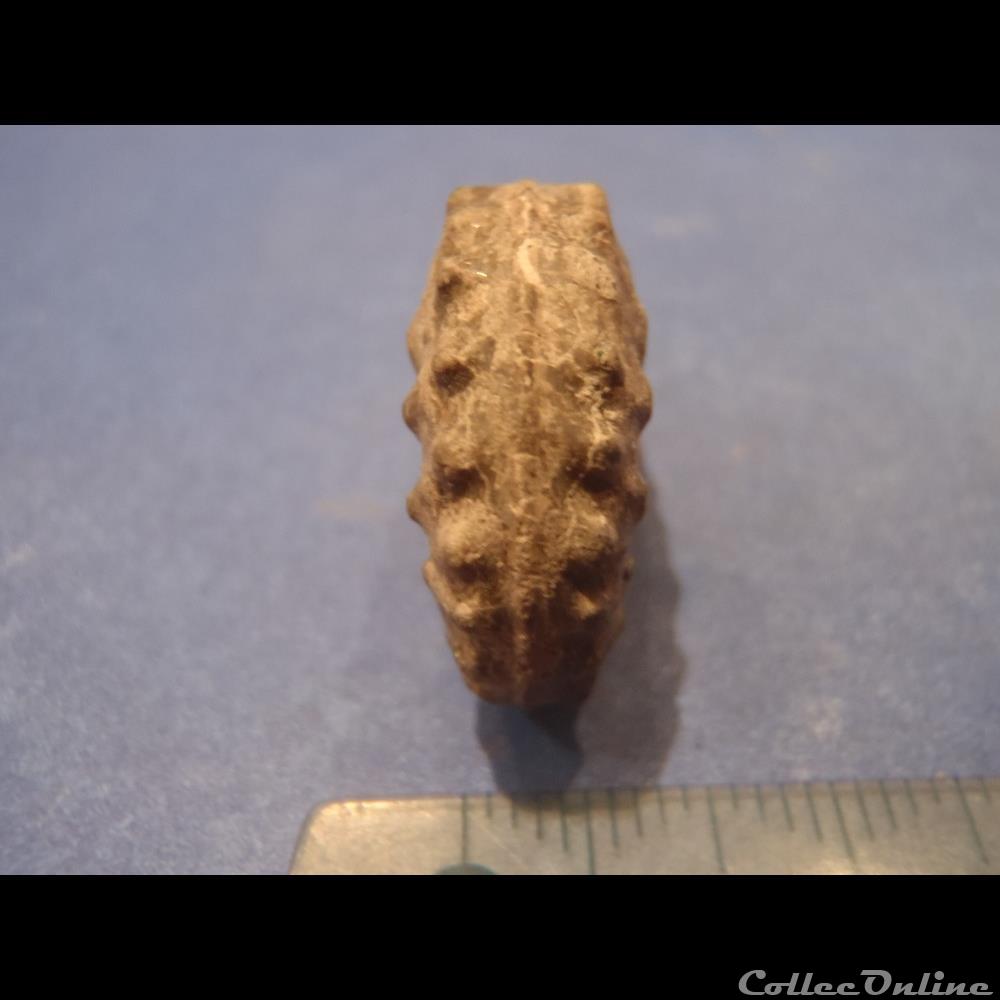 Schloenbachia varians 3 coquillage fossile invertebre schloenbachia varians