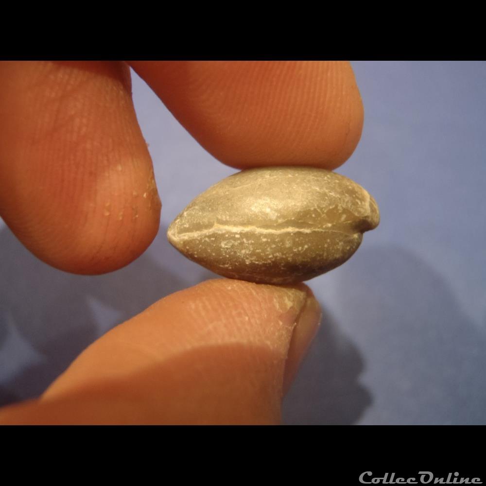 Digonella digona 2 coquillage fossile invertebre digonella digona