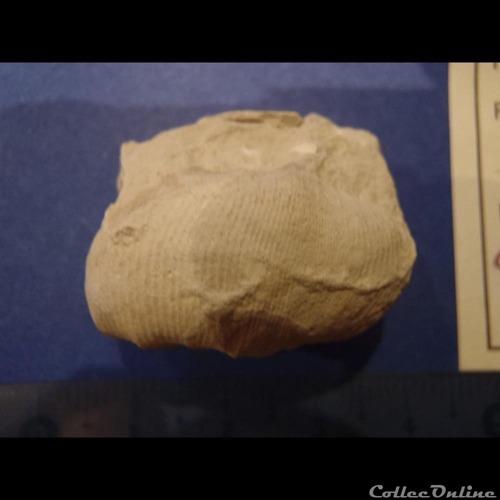 Scaphites aequalis coquillage fossile invertebre scaphites aequalis