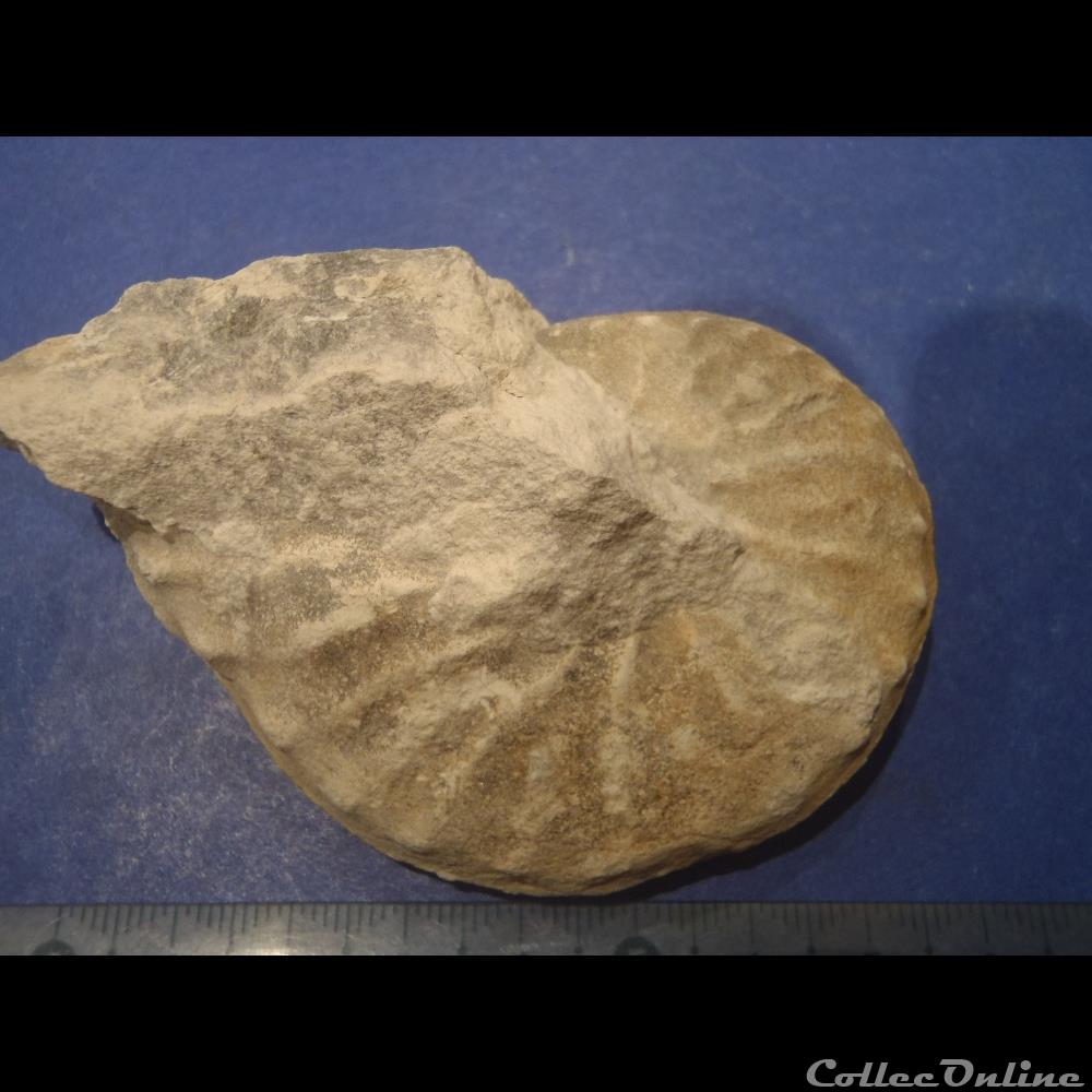 Schloenbachia varians coquillage fossile invertebre schloenbachia varians