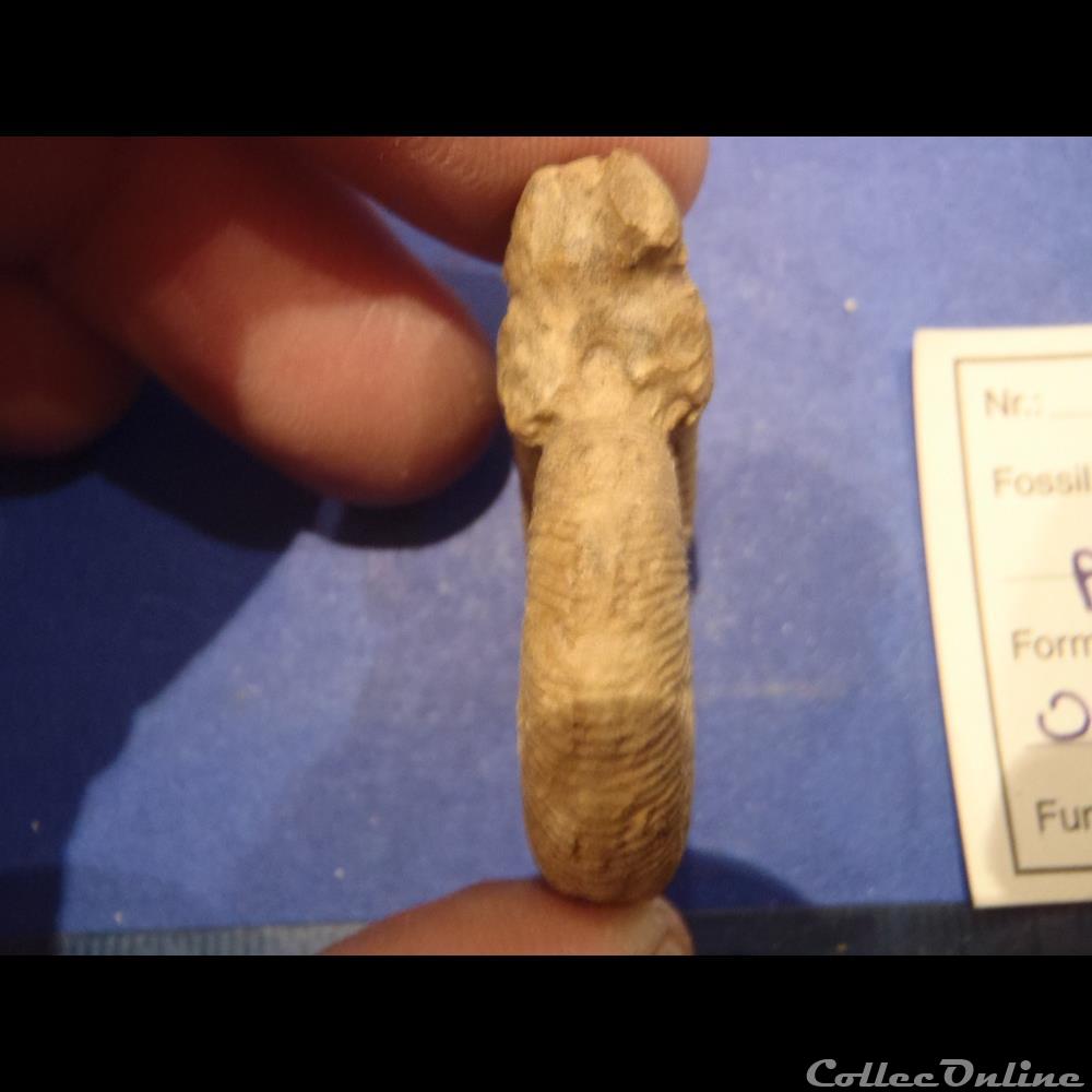 Perisphinctes plicatalis 2 coquillage fossile invertebre perisphinctes plicatalis