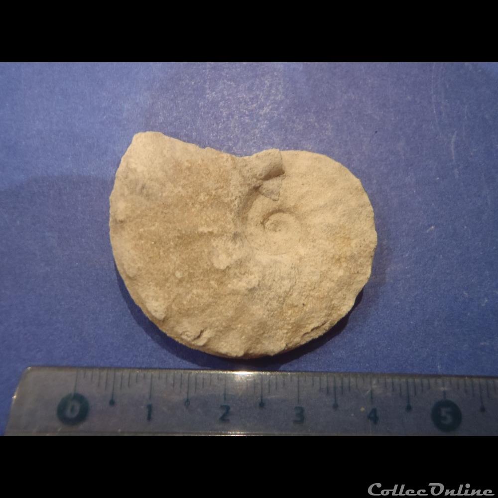 Schloenbachia varians coquillage fossile invertebre schloenbachia varians