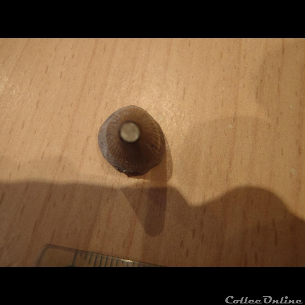 coquillage fossile invertebre dent ichtyosaure