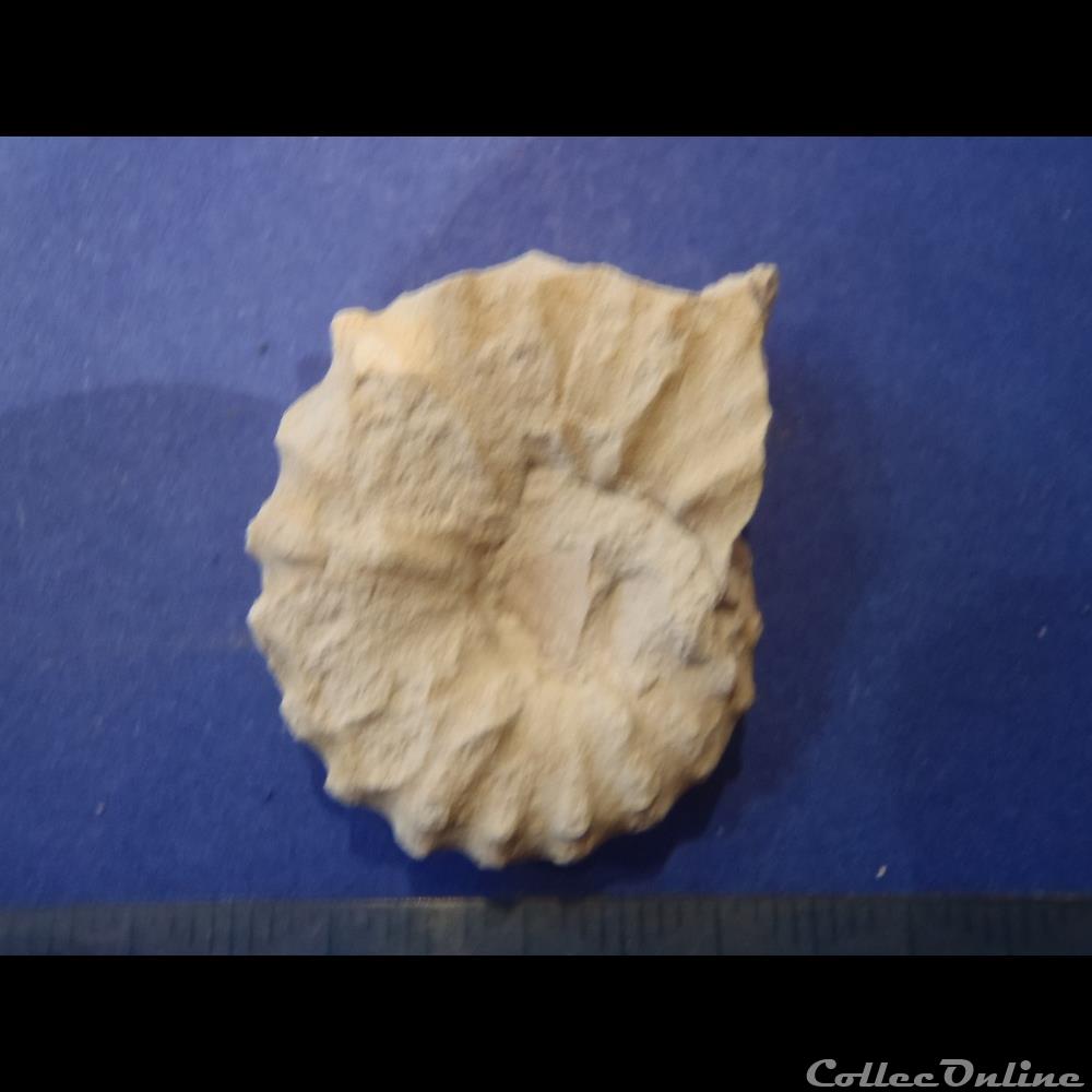 coquillage fossile invertebre acanthoceras