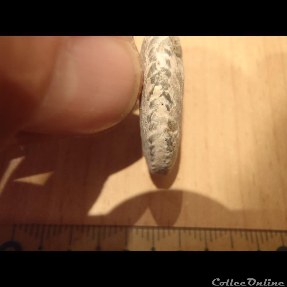 Ammonite indéterminée 8 3 coquillage fossile invertebre ammonite indeterminee 8