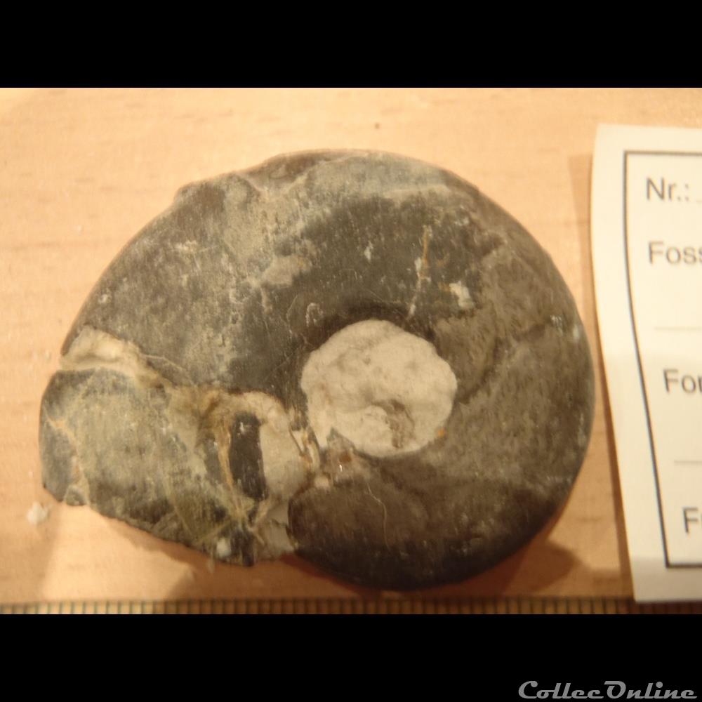 Sowerbyceras 3 coquillage fossile sowerbyceras
