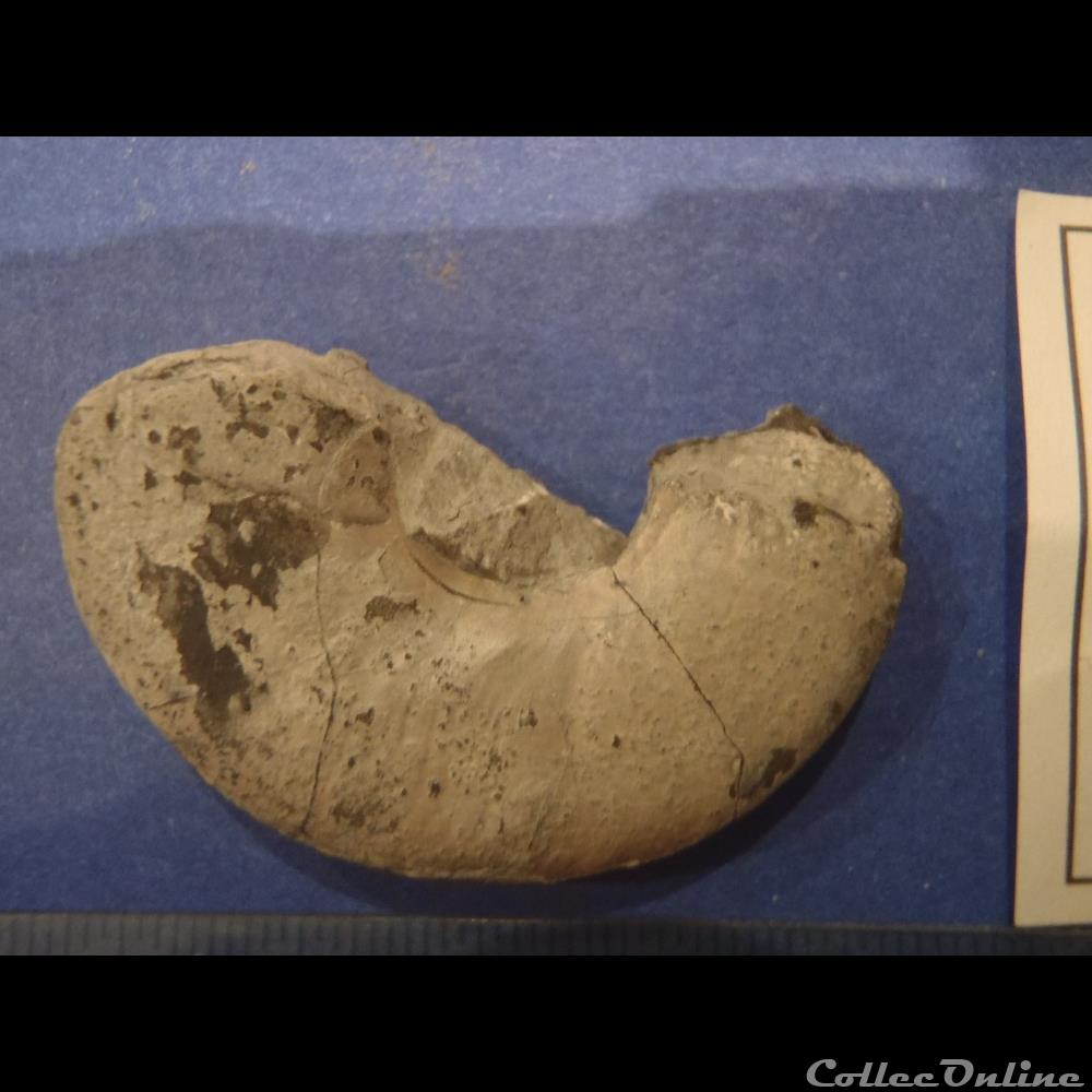 coquillage fossile invertebre hengestites applanatus