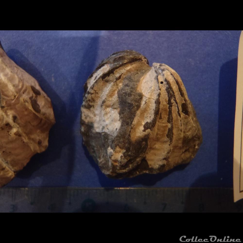 Inoceramus sulcatus 3 2 coquillage fossile invertebre inoceramus sulcatus 3