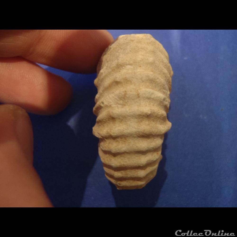 coquillage fossile invertebre calycoceras