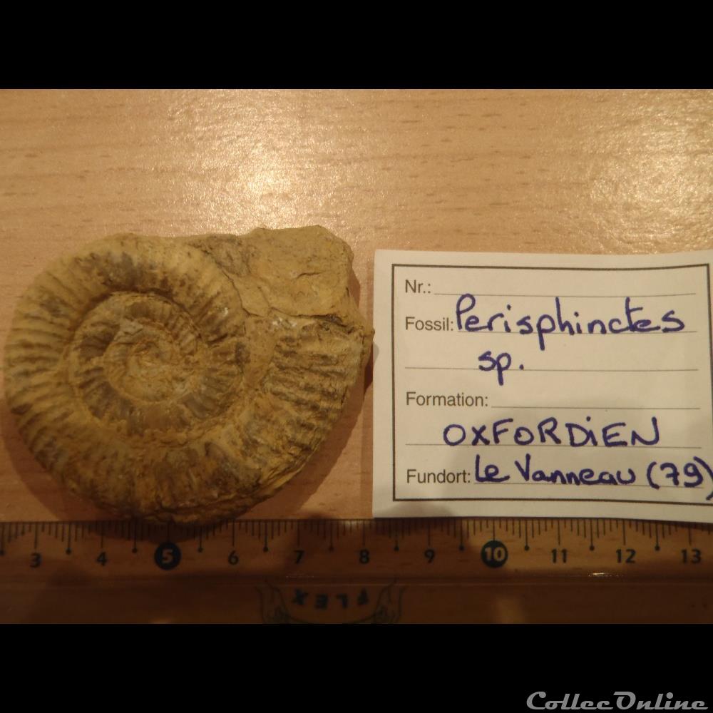 Perisphinctes sp. coquillage fossile invertebre perisphinctes sp