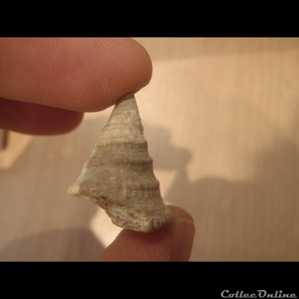 Conotomaria conoïda 2 coquillage fossile invertebre conotomaria conoida