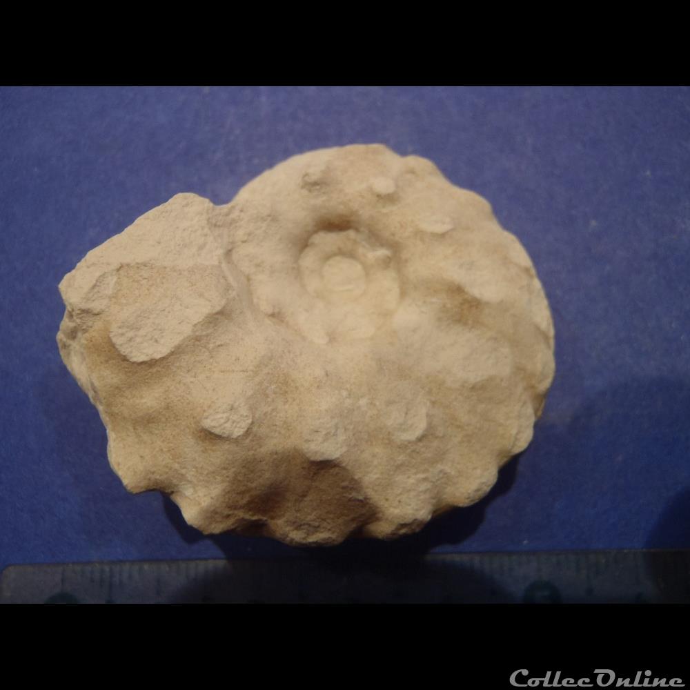 Schloenbachia varians 2 coquillage fossile schloenbachia varians