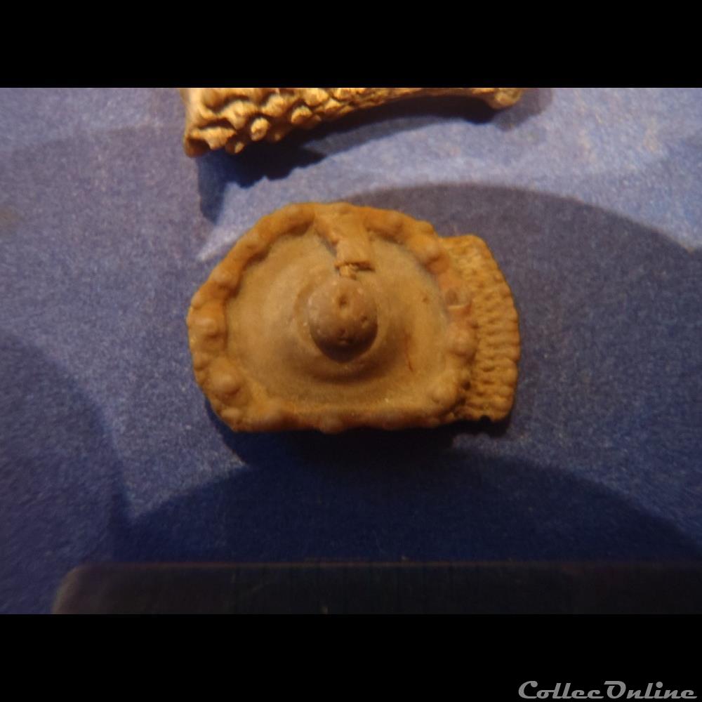coquillage fossile invertebre cidaris florigemma