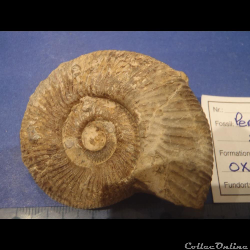 Perisphinctes sp. 2 coquillage fossile perisphinctes sp
