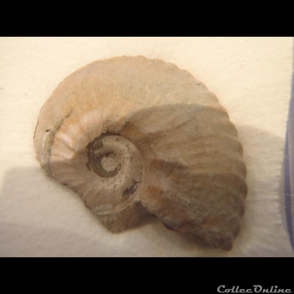 Anahoplites 2 coquillage fossile invertebre anahoplites