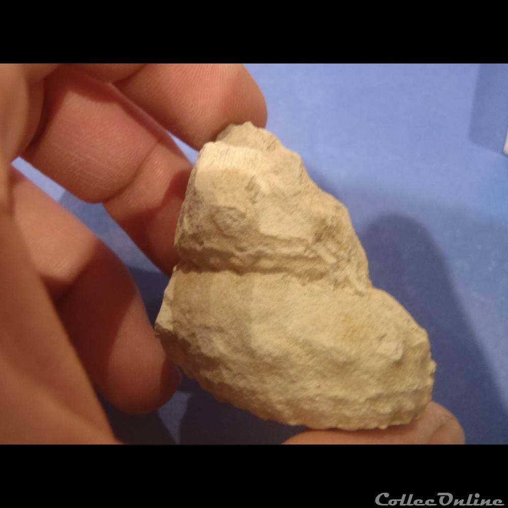 Turrilites sp. coquillage fossile invertebre turrilites sp