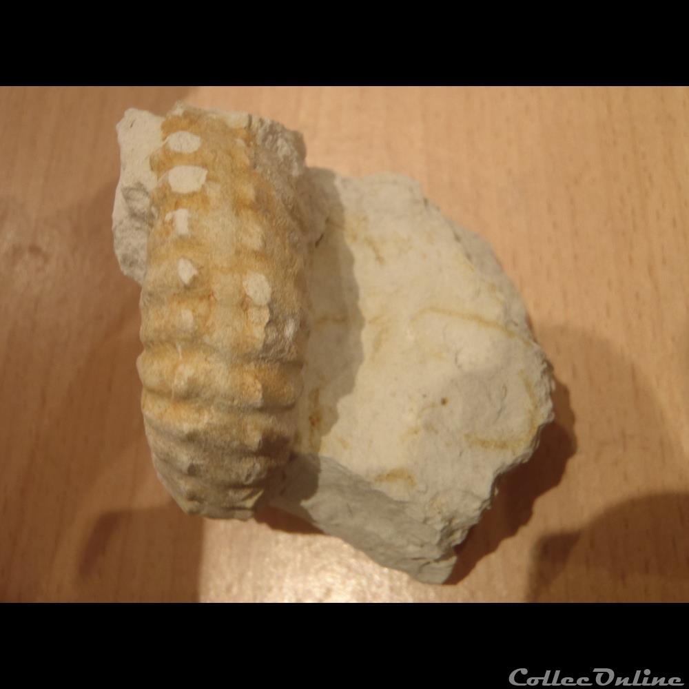 Mantelliceras mantelli coquillage fossile invertebre mantelliceras mantelli