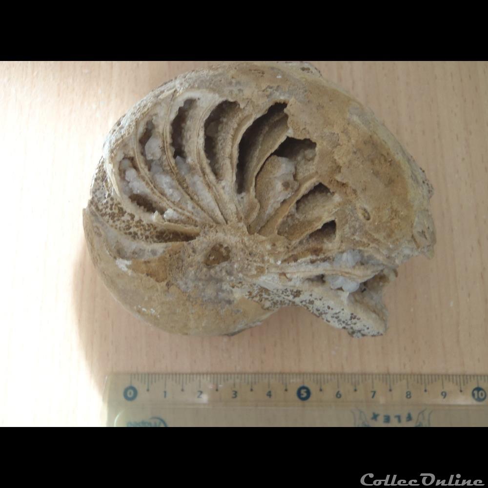 Nautile indéterminé coquillage fossile invertebre nautile indetermine