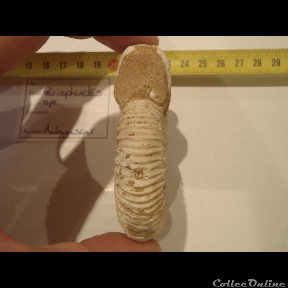 Perisphinctes sp. coquillage fossile invertebre perisphinctes sp