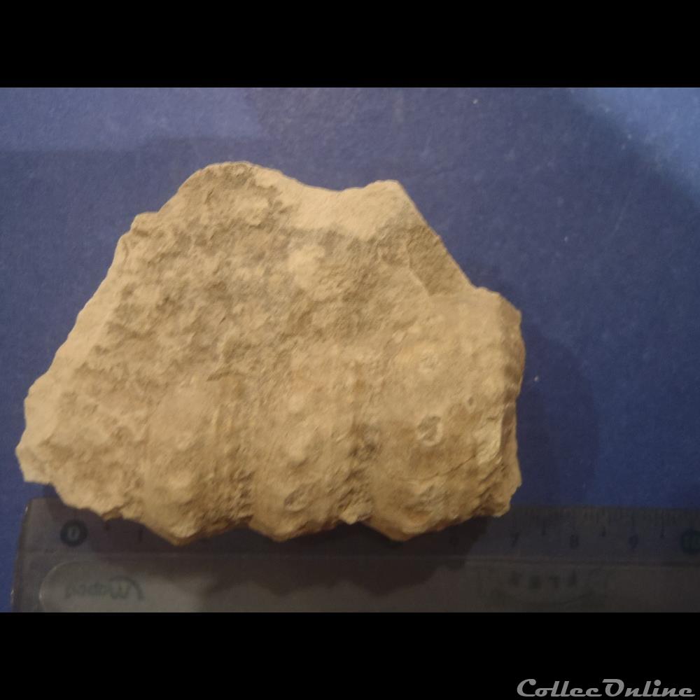 coquillage fossile invertebre turrilites sp