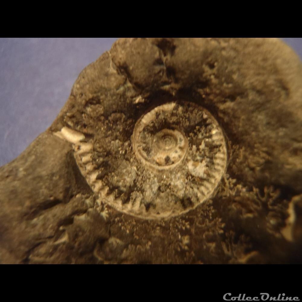 coquillage fossile invertebre ammonite indeterminee 11
