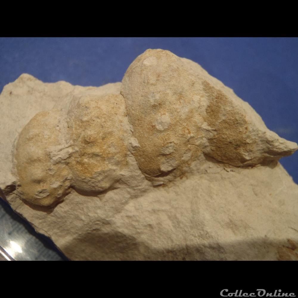 Turrilites sp. coquillage fossile invertebre turrilites sp