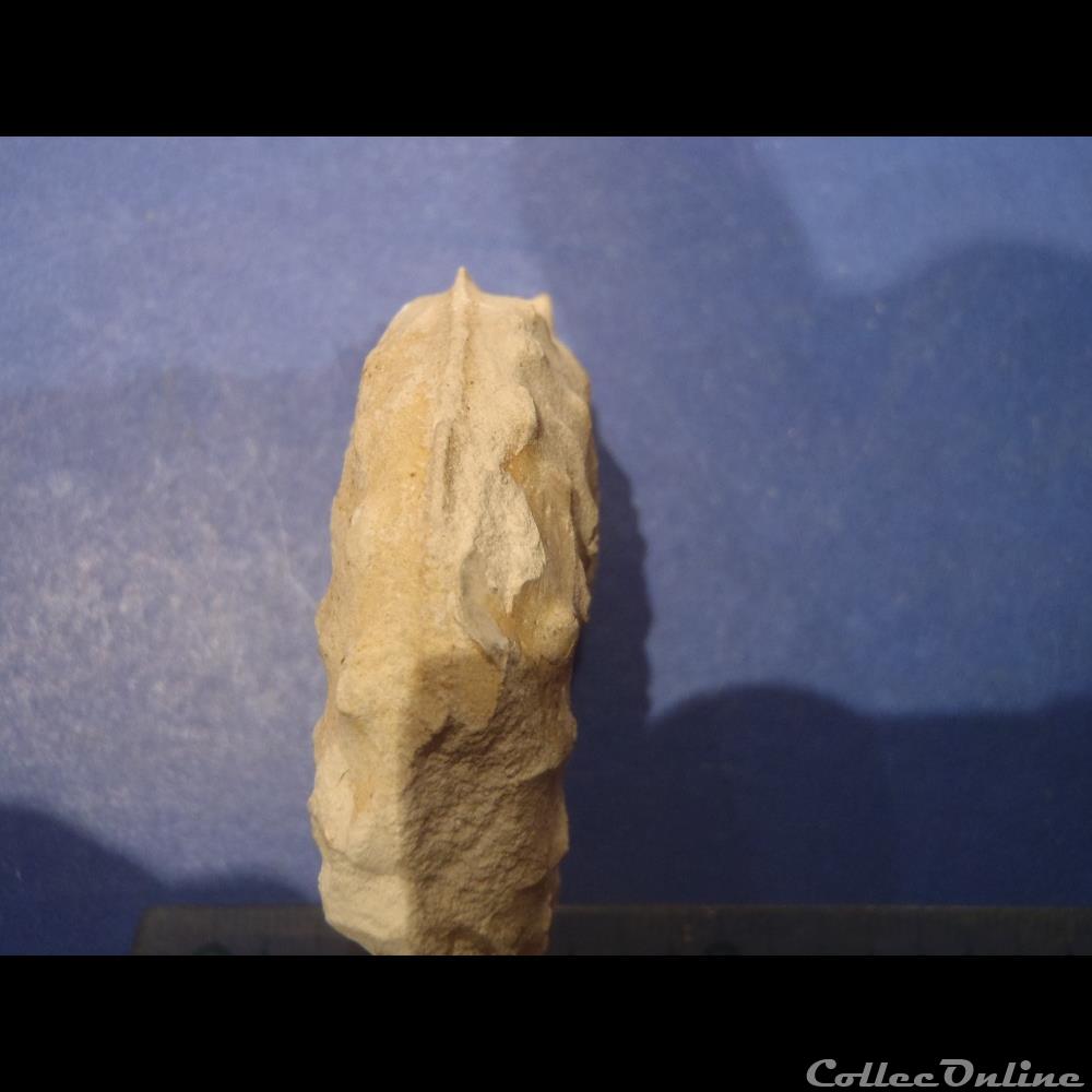 Schloenbachia varians 2 coquillage fossile invertebre schloenbachia varians