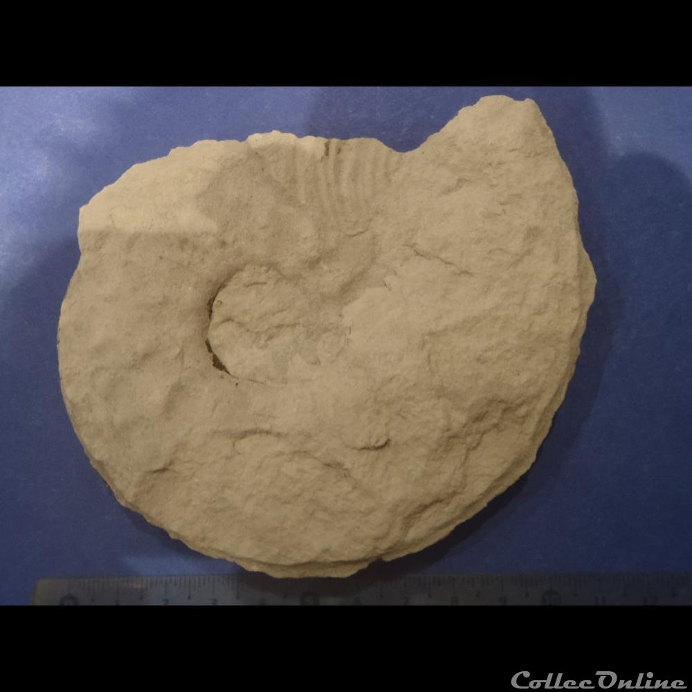 Schloenbachia varians coquillage fossile schloenbachia varians