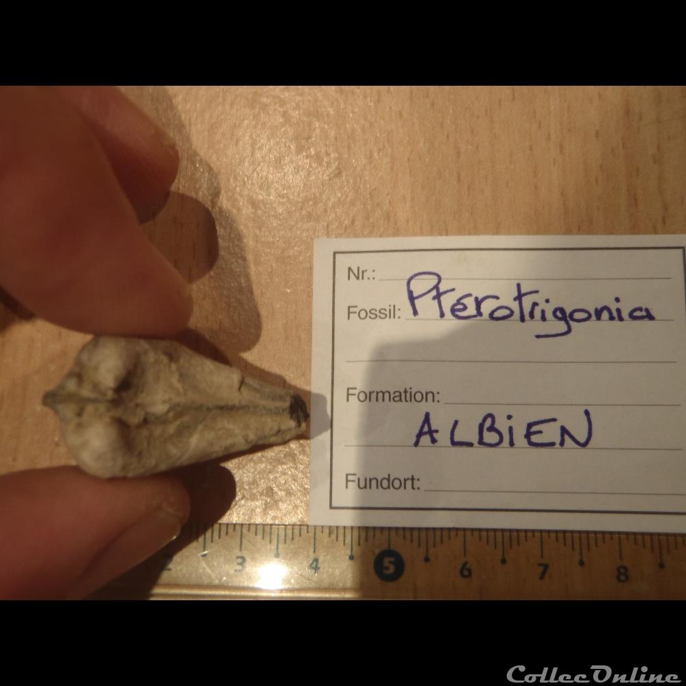 Ptérotrigonia coquillage fossile invertebre pterotrigonia