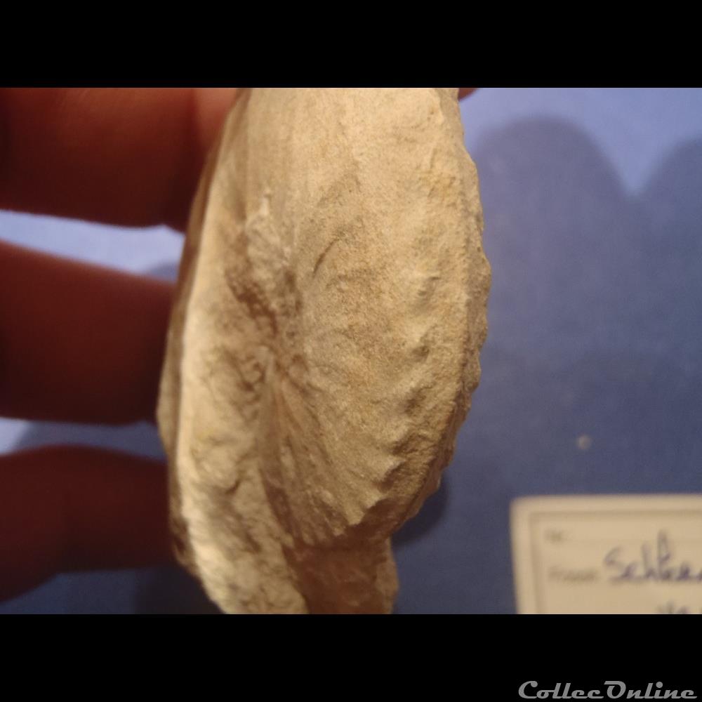 Schloenbachia varians 3 coquillage fossile invertebre schloenbachia varians
