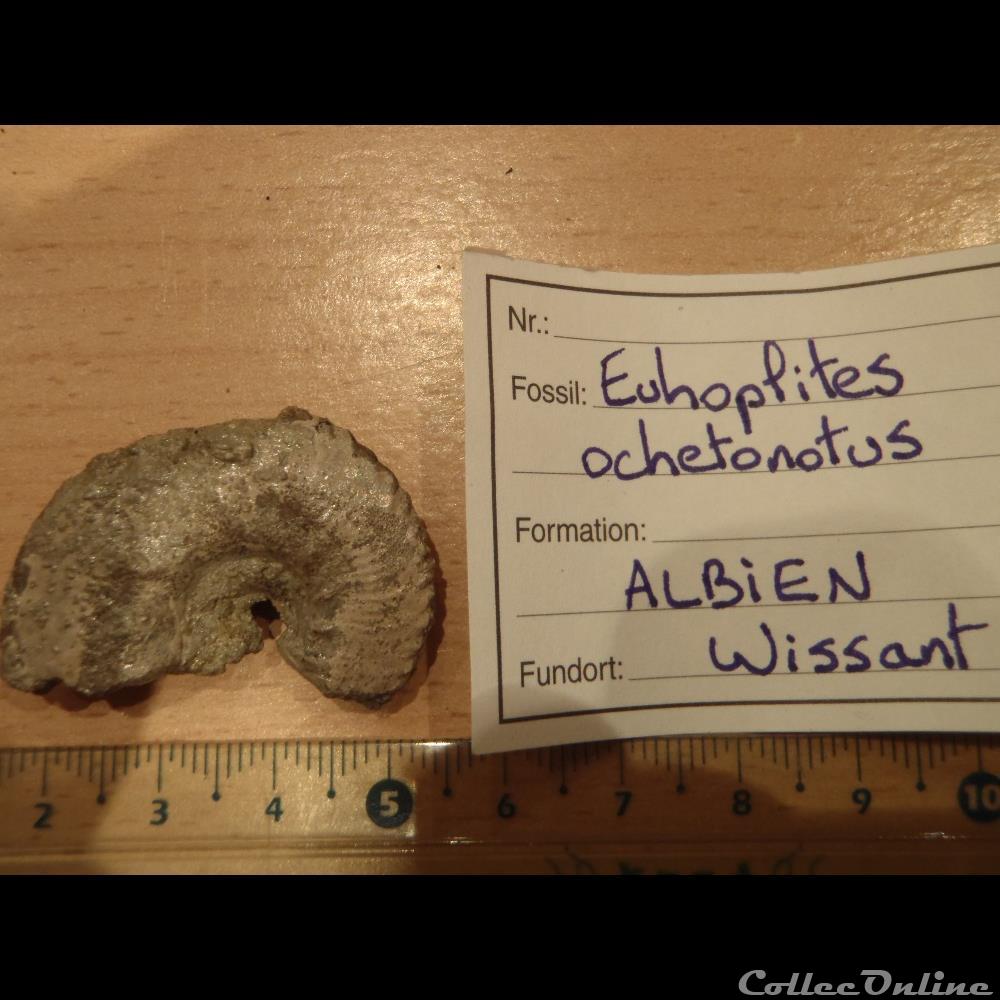 Euhoplites ochetonotus coquillage fossile invertebre euhoplites ochetonotus
