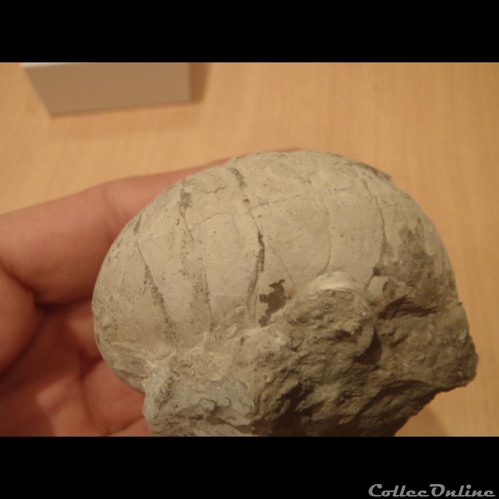 Nautile indéterminé coquillage fossile nautile indetermine