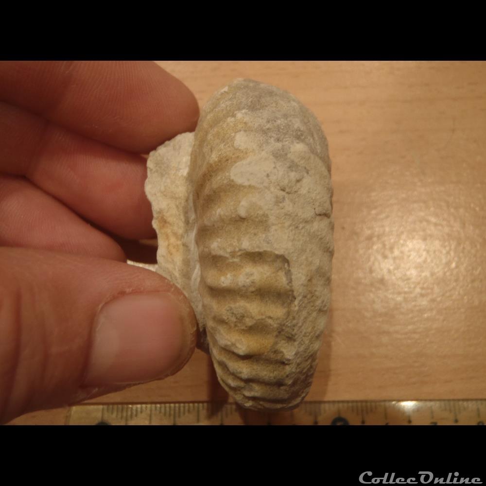 Mantelliceras mantelli coquillage fossile invertebre mantelliceras mantelli
