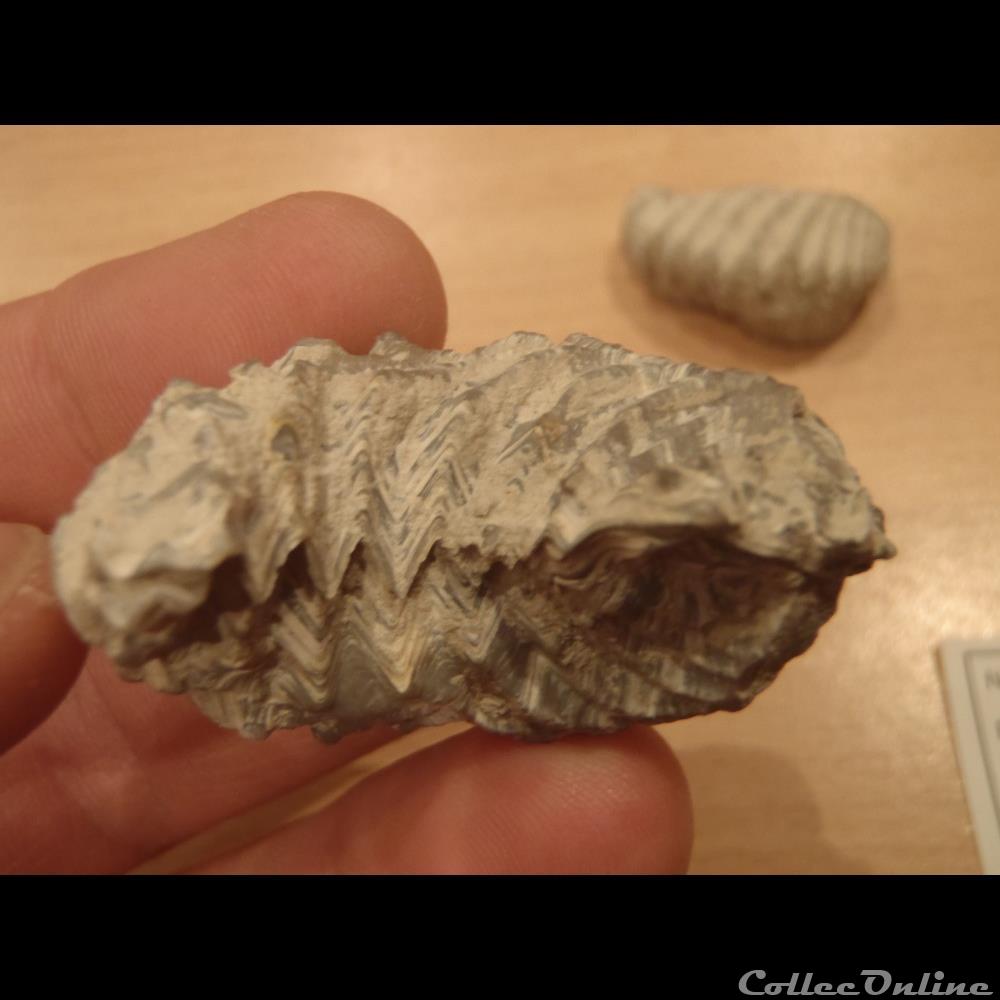 Rastellum diluvianum 3 coquillage fossile invertebre rastellum diluvianum