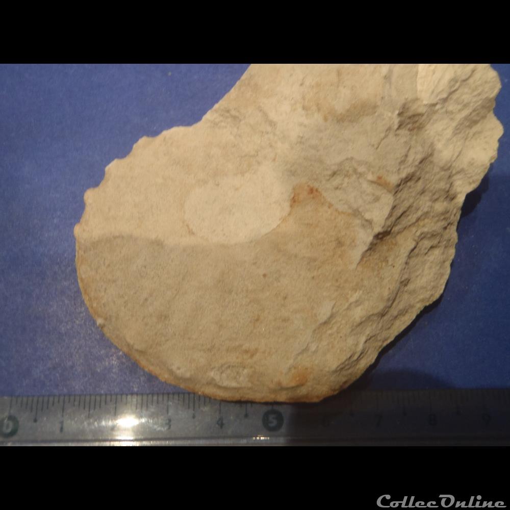 Schloenbachia varians coquillage fossile invertebre schloenbachia varians