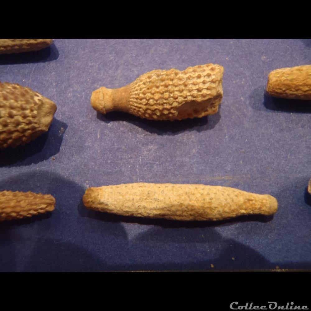 coquillage fossile invertebre cidaris florigemma