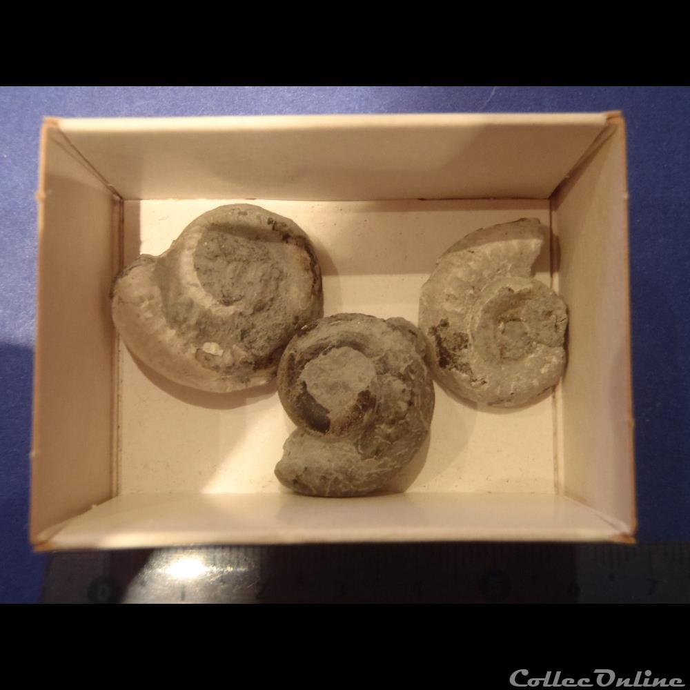 nummocalcar fittoni coquillage fossile nummocalcar fittoni