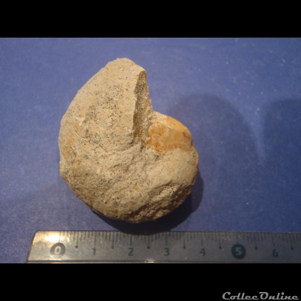 Nautile indéterminé coquillage fossile invertebre nautile indetermine