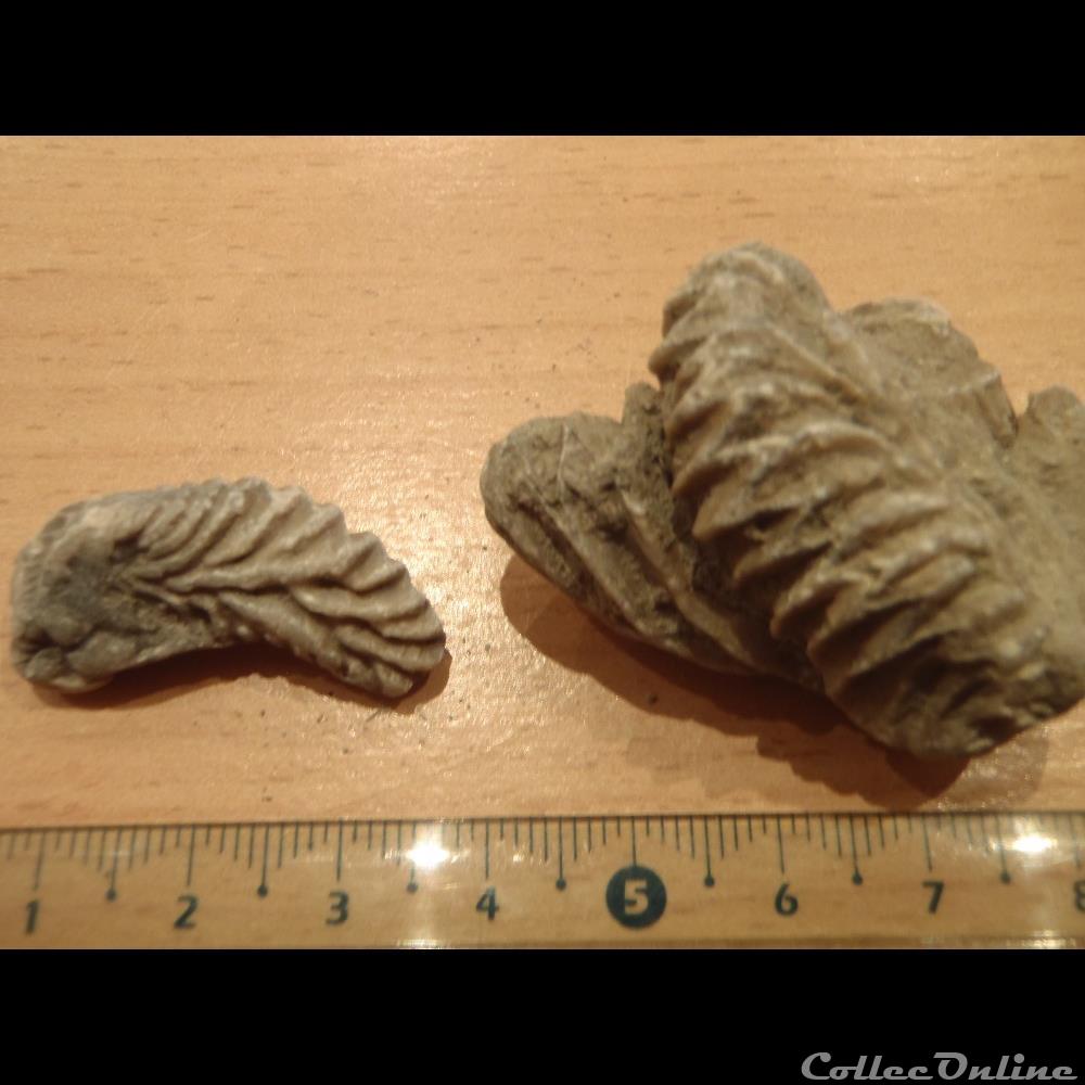coquillage fossile lopha gregarea
