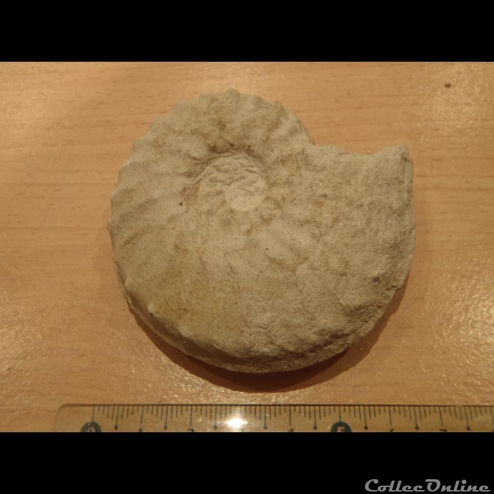 Schloenbachia varians coquillage fossile invertebre schloenbachia varians