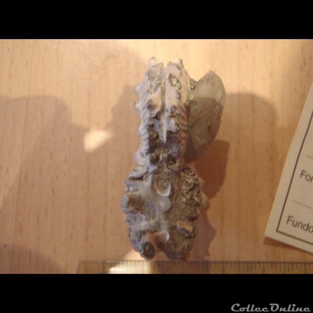 Anahoplites sp. 3 coquillage fossile invertebre anahoplites sp