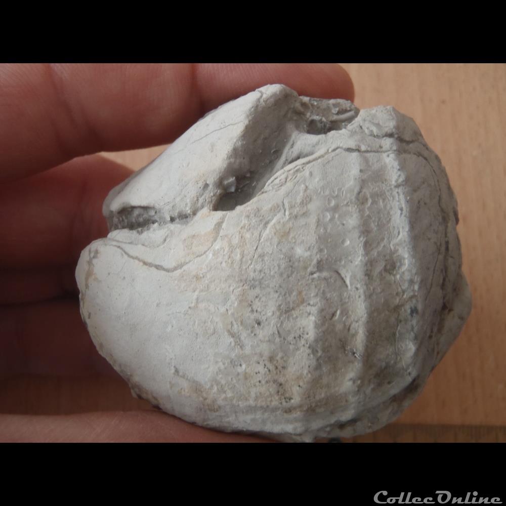 Indéterminé 2 coquillage fossile indetermine
