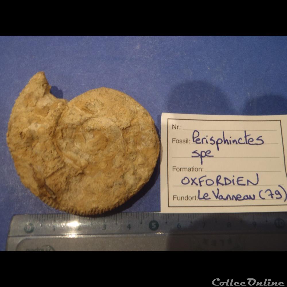 Perisphinctes sp. coquillage fossile invertebre perisphinctes sp