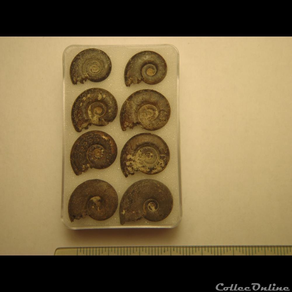 hecticocéras spe. 4 coquillage fossile invertebre hecticoceras spe