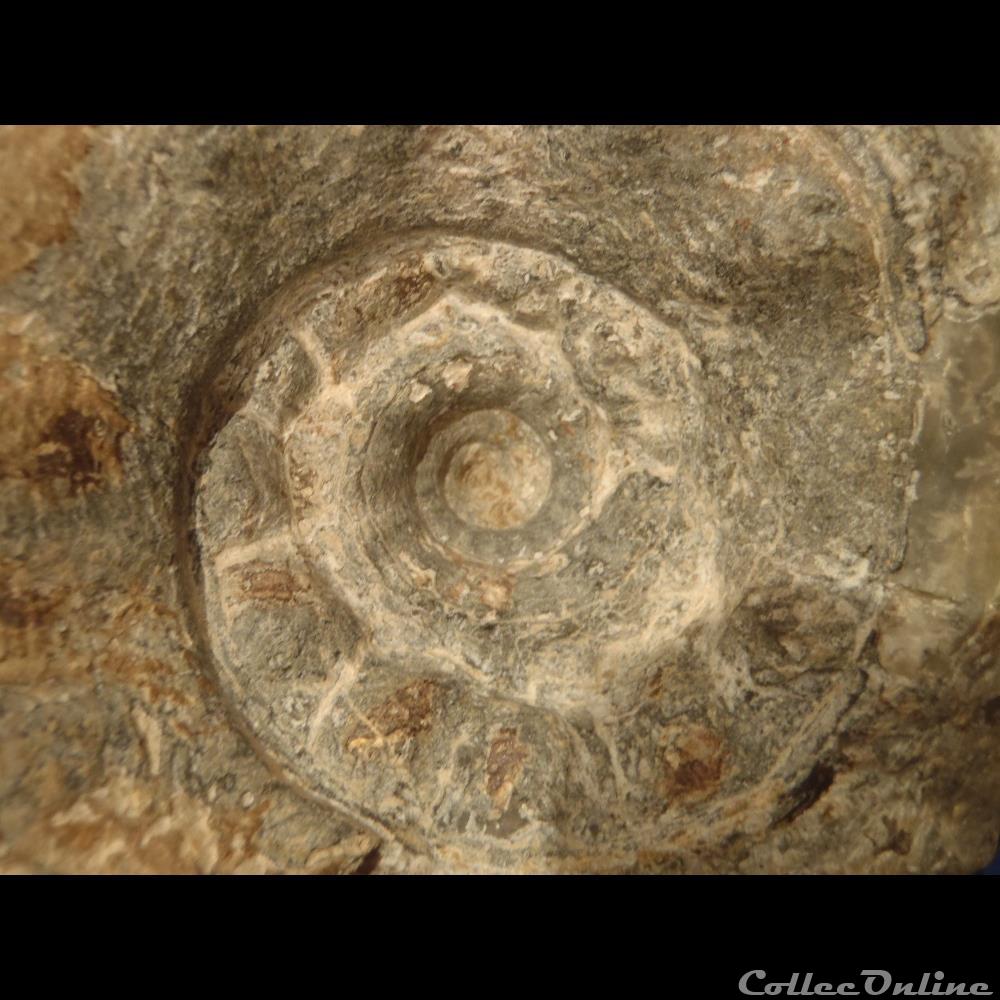 coquillage fossile invertebre erymnoceras coronatum