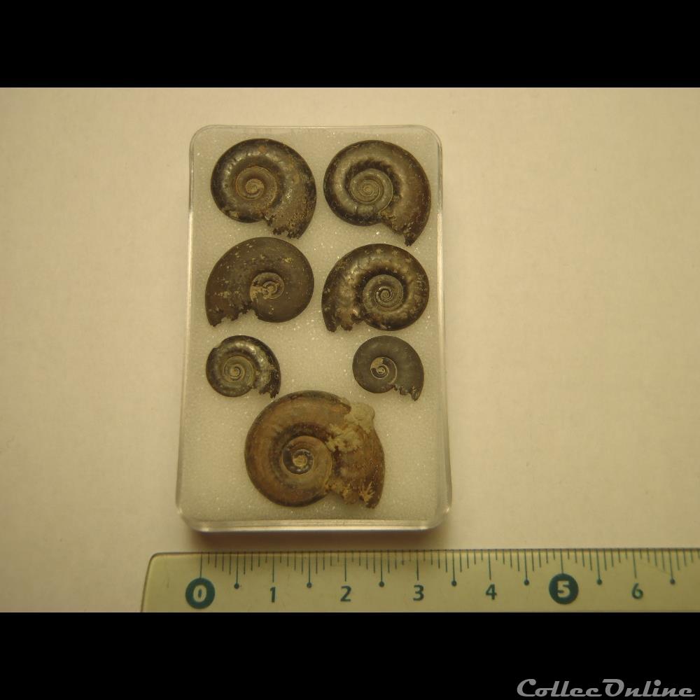 hecticocéras spe. 2 coquillage fossile invertebre hecticoceras spe