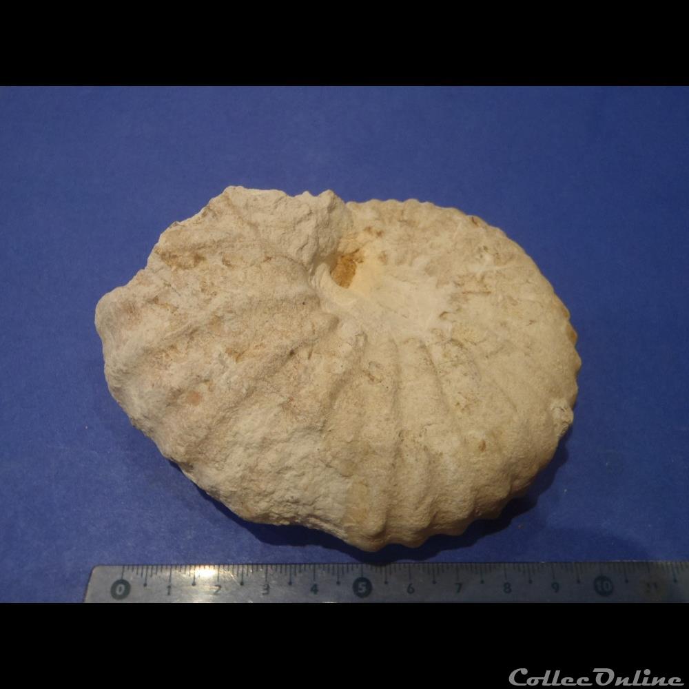 coquillage fossile invertebre calycoceras